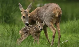 ‘Yeni Vahşi Nesil: Hayata İlk Adım’, 30 Ağustos Pazar Saat 20.00’de National Geographic WILD’da!