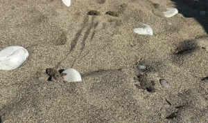 Kemer’de son caretta caretta yuvası açıldı