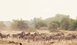 Sinematik Görselliğiyle Büyüleyecek Olan   ‘Vahşi Doğanın Tozu’, 27 Eylül Pazar Saat 20.00’de   National Geographic WILD Ekranlarında İzleyicilerle Buluşuyor!