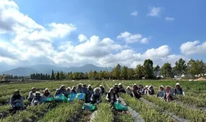 TABİP’te üretimden markalaşmaya uzanan hasat