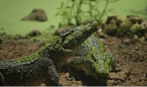 ‘Karayipler’in Vahşi Timsahları’,   25 Ekim Pazar Saat 20.00’de National Geographic WILD Ekranlarında!